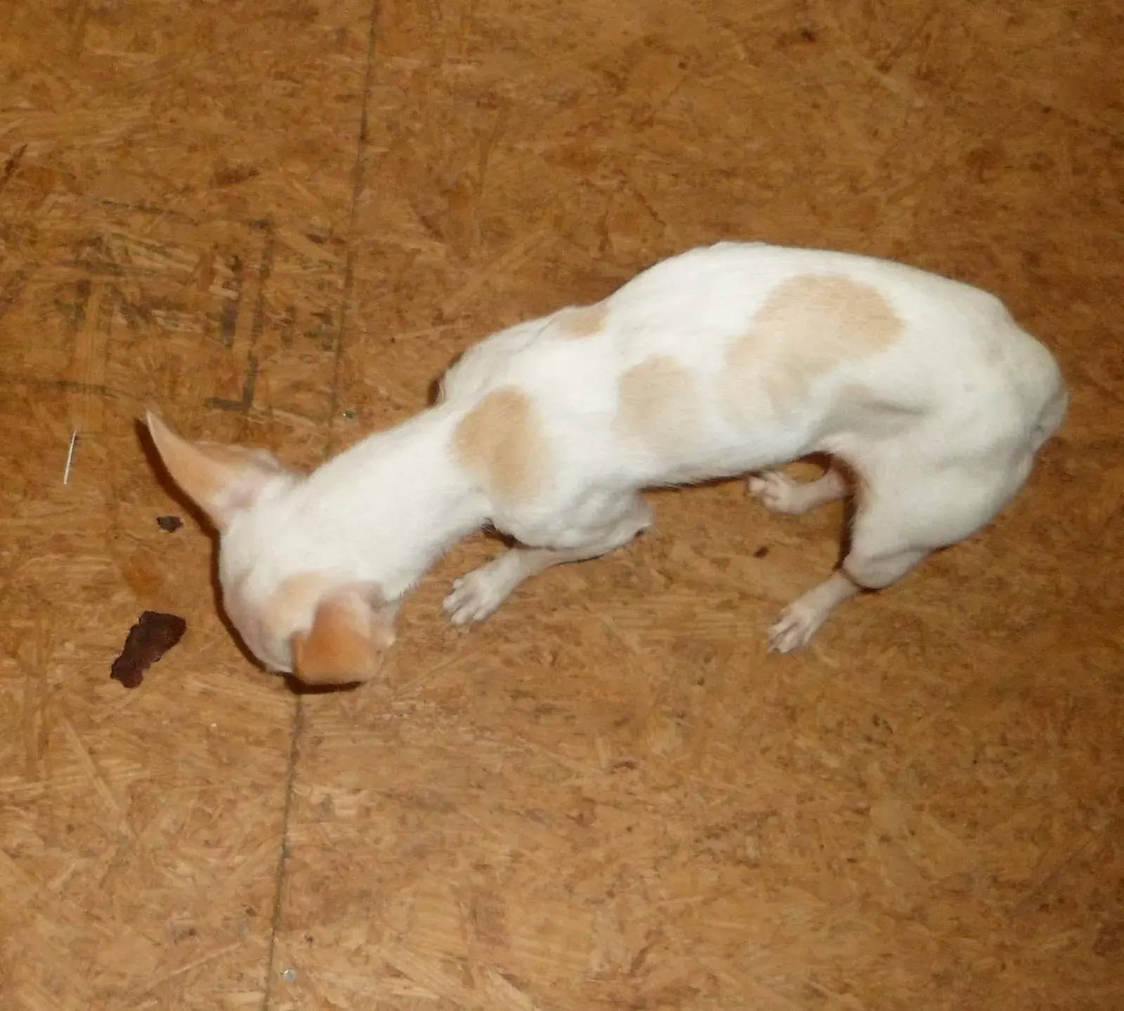 chihuahua average weight