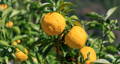 Yuzu Fruit on a Tree Yuzu Fruit on a Tree