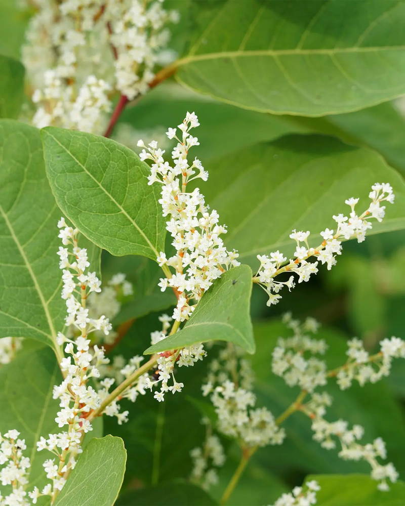 Resveratrol
