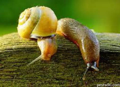 slugs_and_snails
