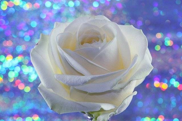 A white rose with a glitter background