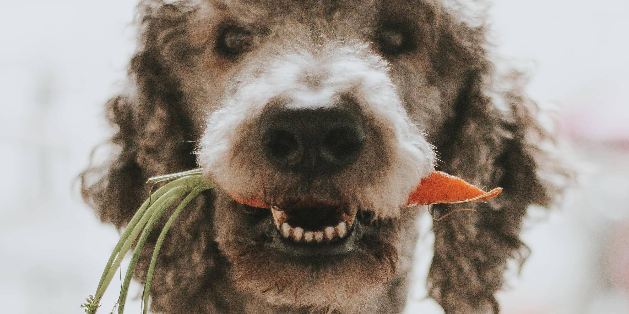Morosche Karottensuppe Hund