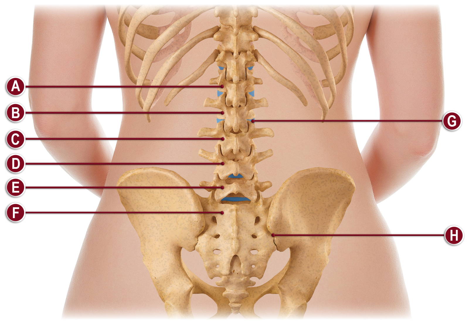 Lower Back Anatomy Illustration