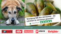 Grünlippmuschel als natürliches Heilmitte gegen Gelenkschmerzen beim Hund