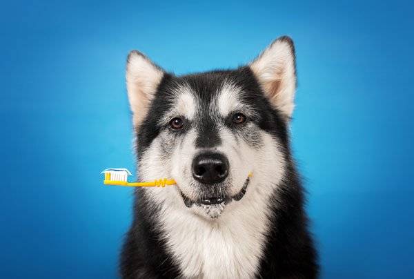 chihuahua husky mix brush teeth