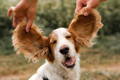 Smiling dog with eyes closed and its furry, floppy ears being held up by two hands.