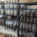 Mushroom incubation room filled with inoculated bags