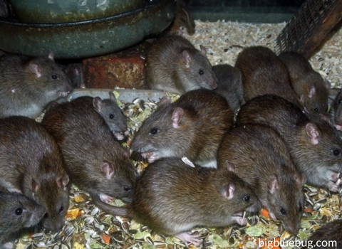 mice_and_rats_diet