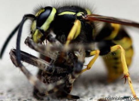 spider_falls_insect_prey_to_wasp