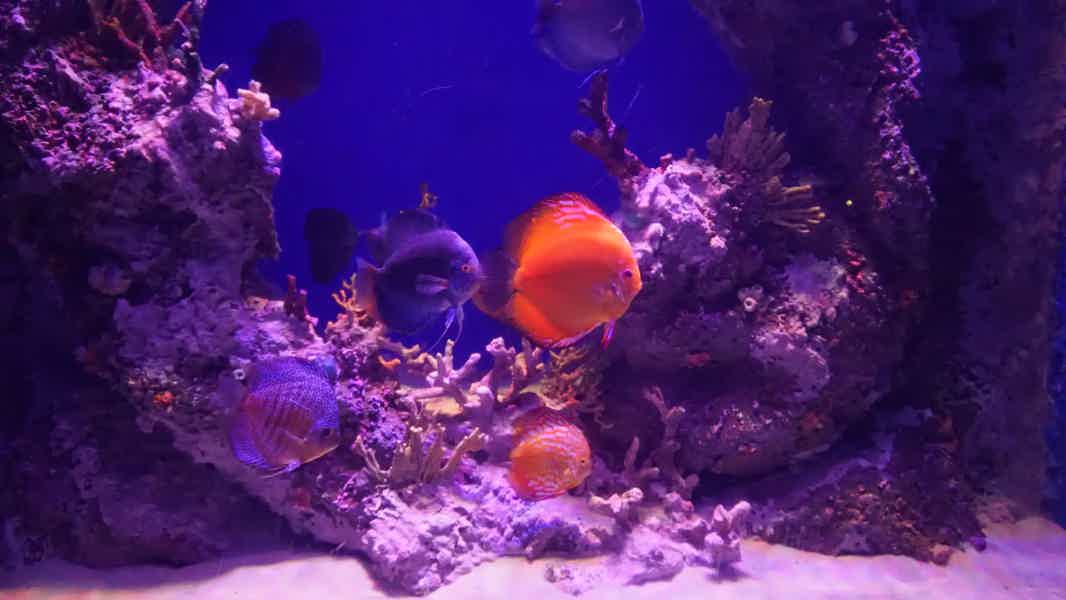 Antalya Aquarium - photo 4