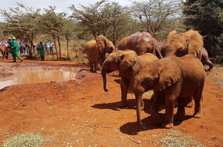 elephant orphanage.jpg