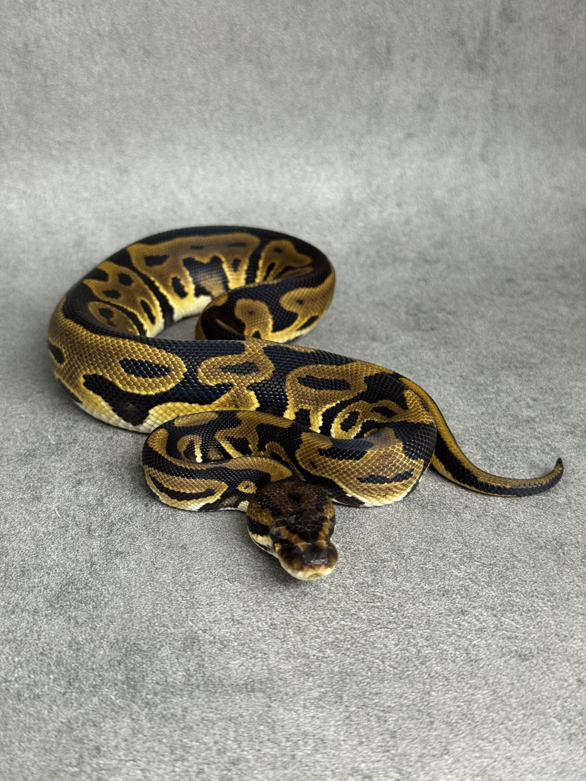 Leopard Het Clown Het Desert Ghost
