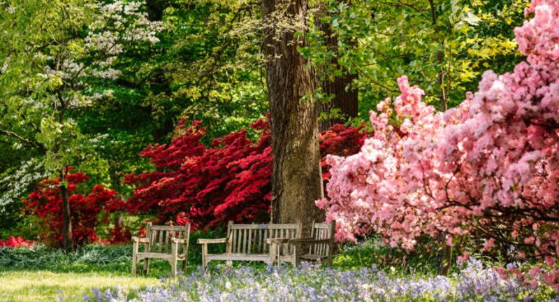 Director’s Garden Walk: Azaleas and Spring Wildflowers