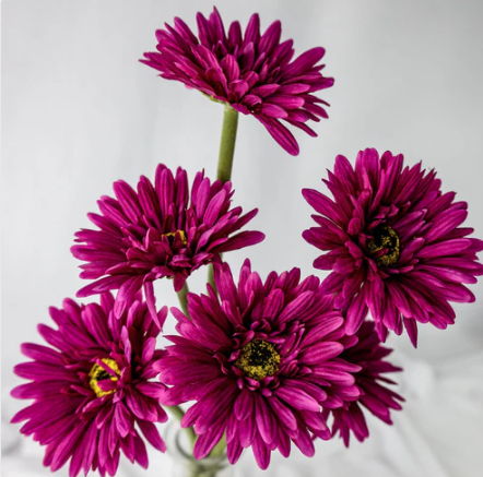 Magenta Real Touch Gerbera - Realistic Artificial Flowers