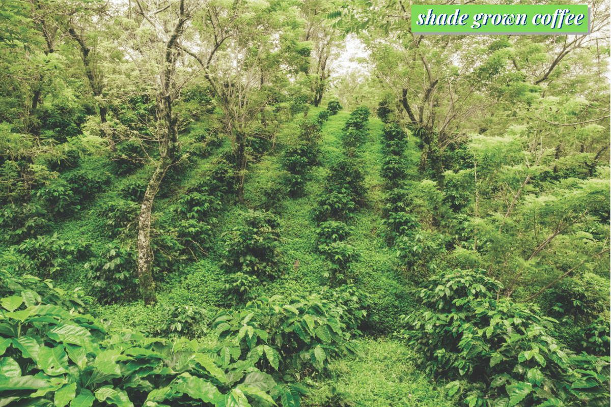 Shade Grown Coffee Trees