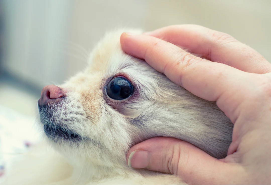 glaucome chihuahua