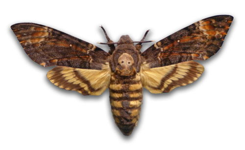 Polilla