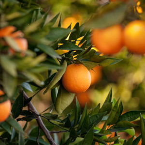 Tangerine Tree for the Front Yard