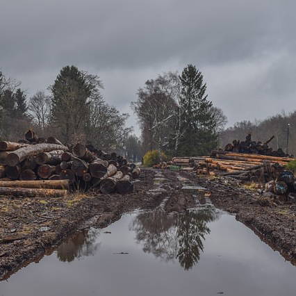 Packaging deforestation