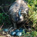 male_emu_incubating_hatching_eggs