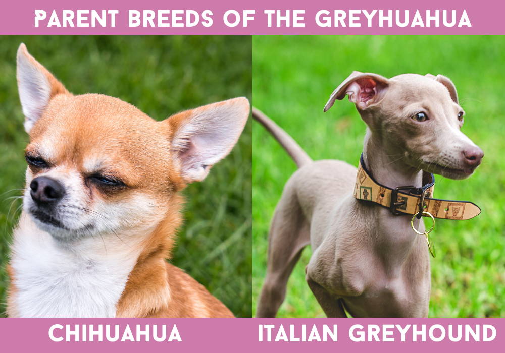 italian greyhound and chihuahua mix