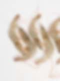 Five raw shrimp arranged on a white background, showcasing fresh seafood ready for cooking.