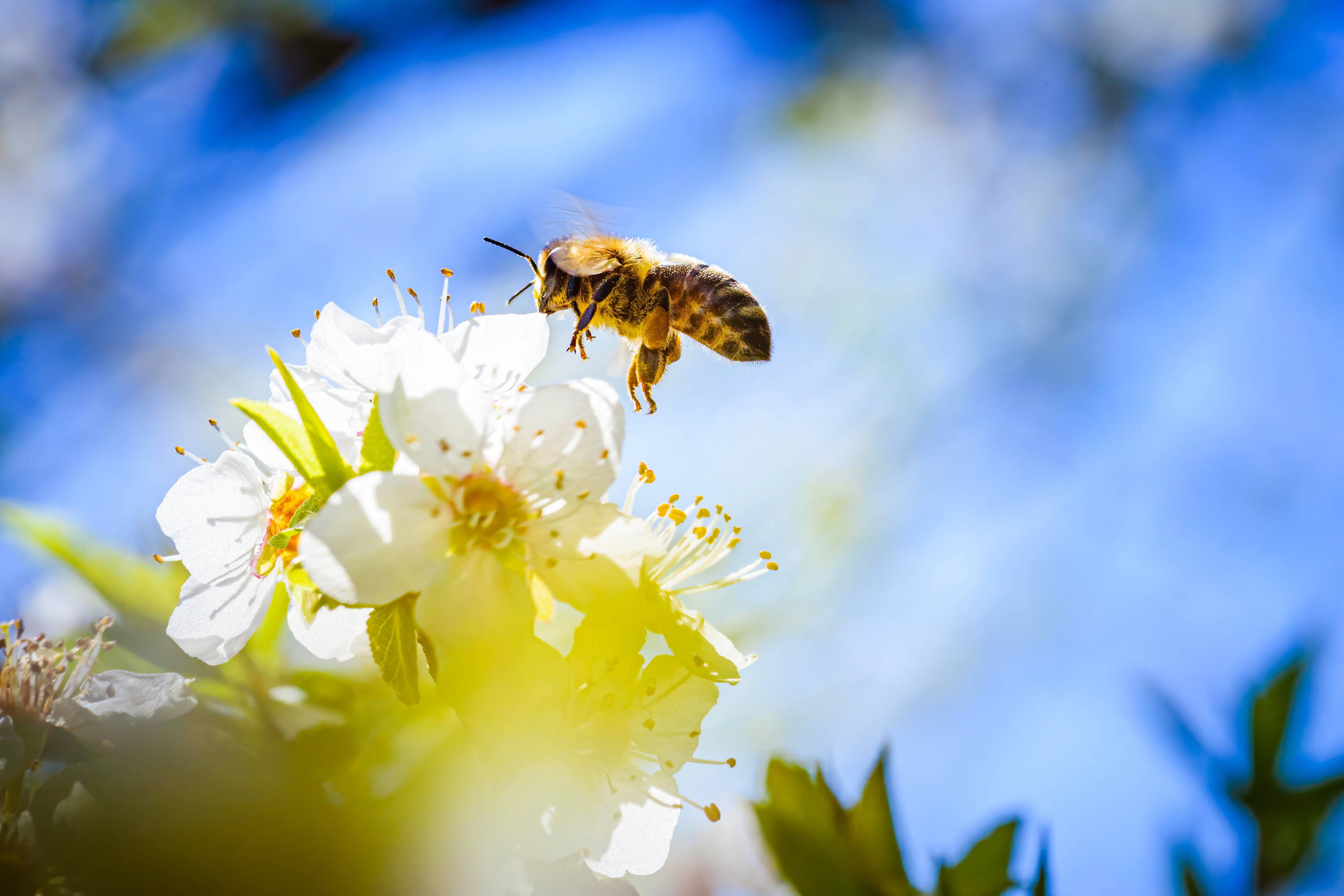 Bienen schützen das Klima