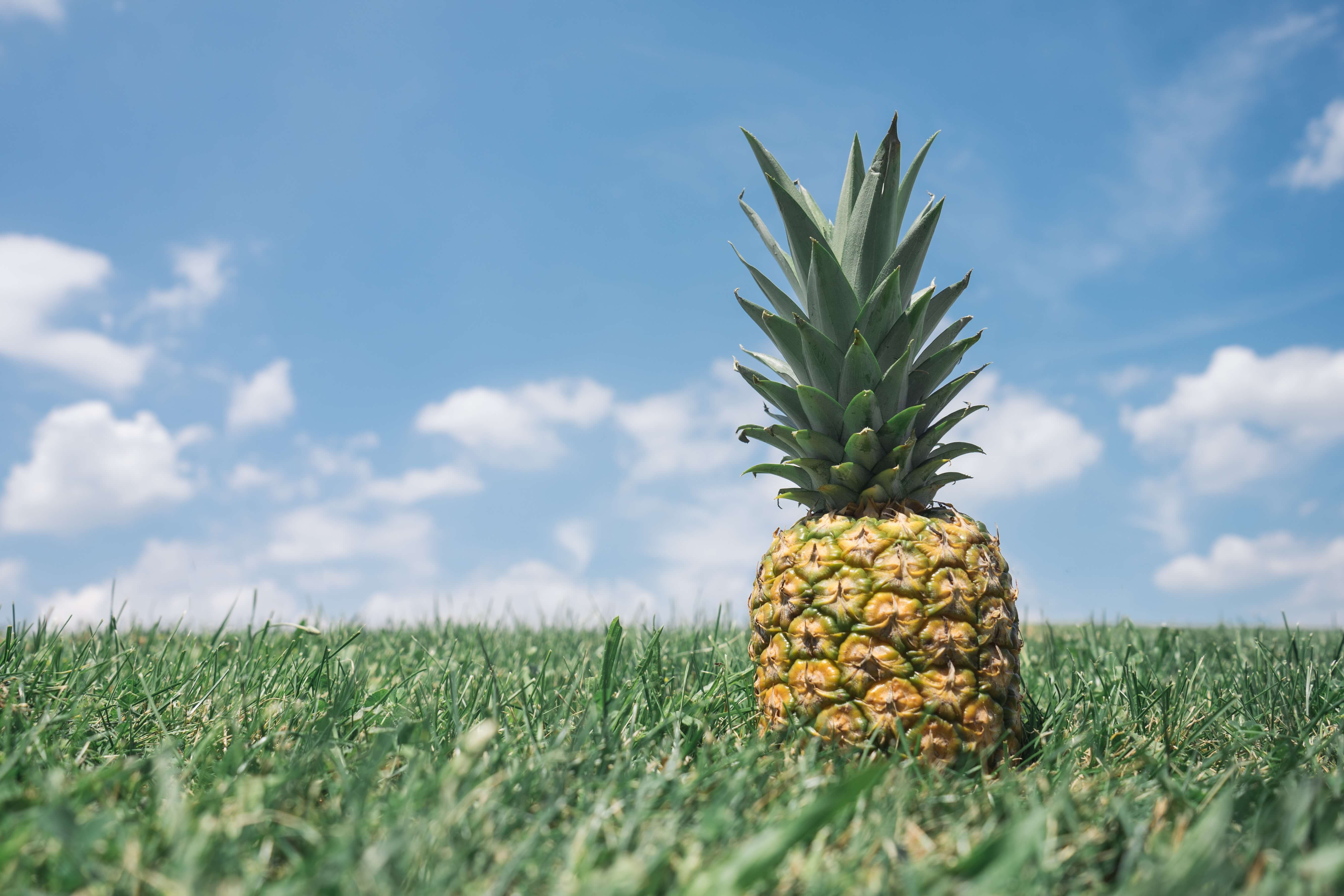 A pineapple in a field