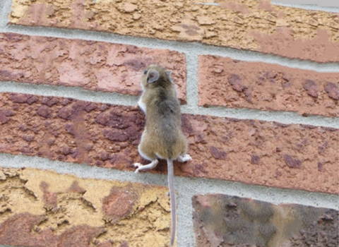 mouse-on-the-wall