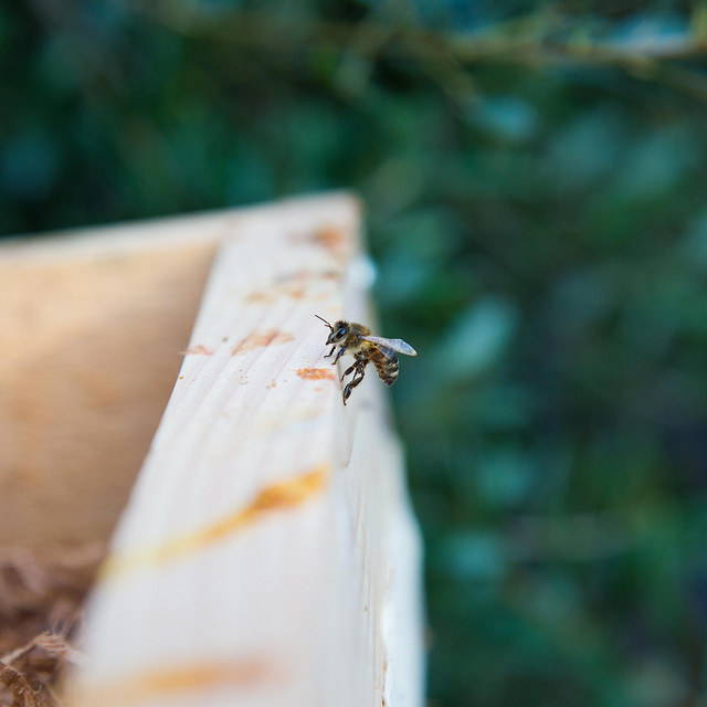 honeybee on a Bee Built hive