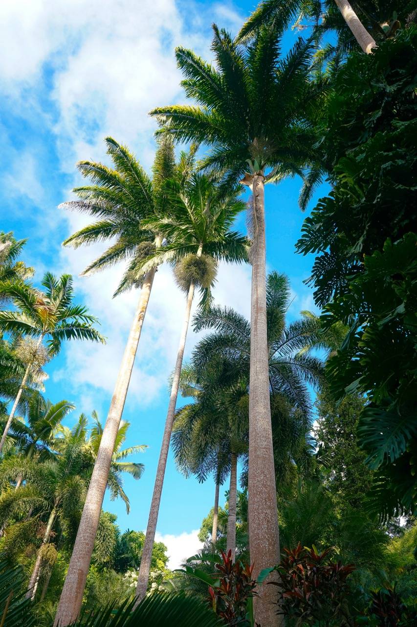 Palm trees in the blue sunny sky.