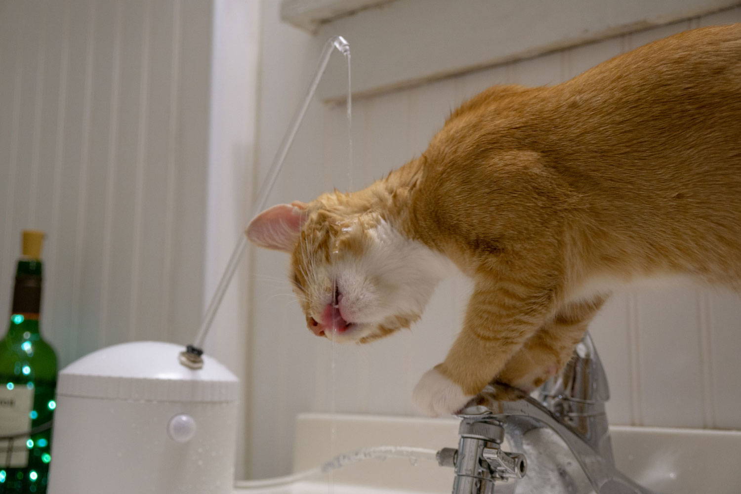 Cat standing on faucet drinking from AquaPurr cat water fountain
