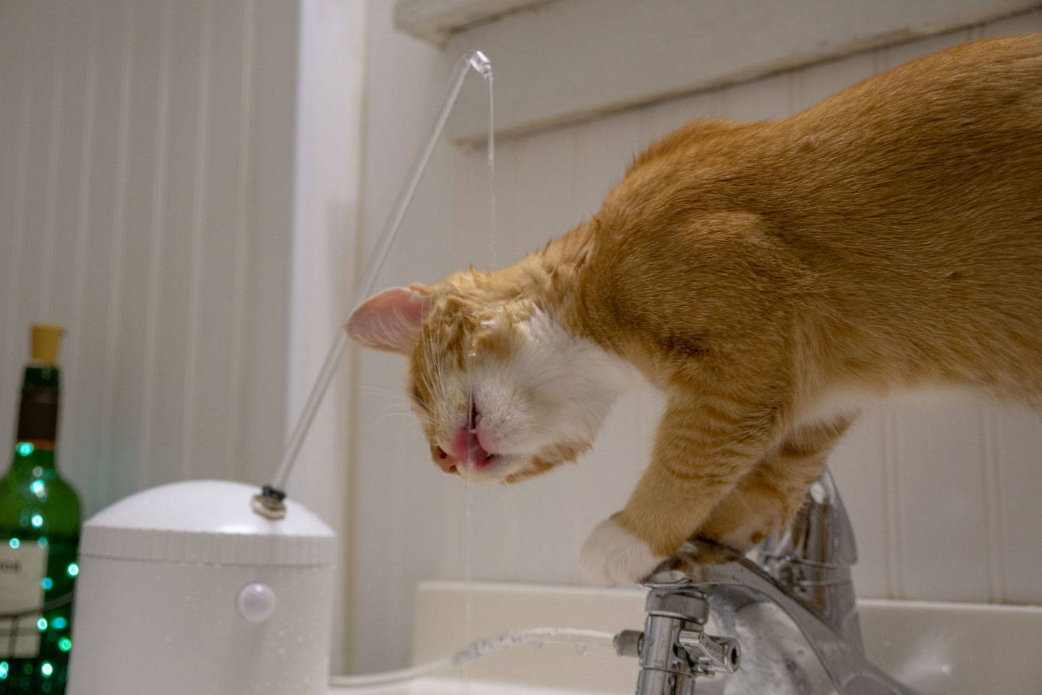 cat water fountain with motion sensor