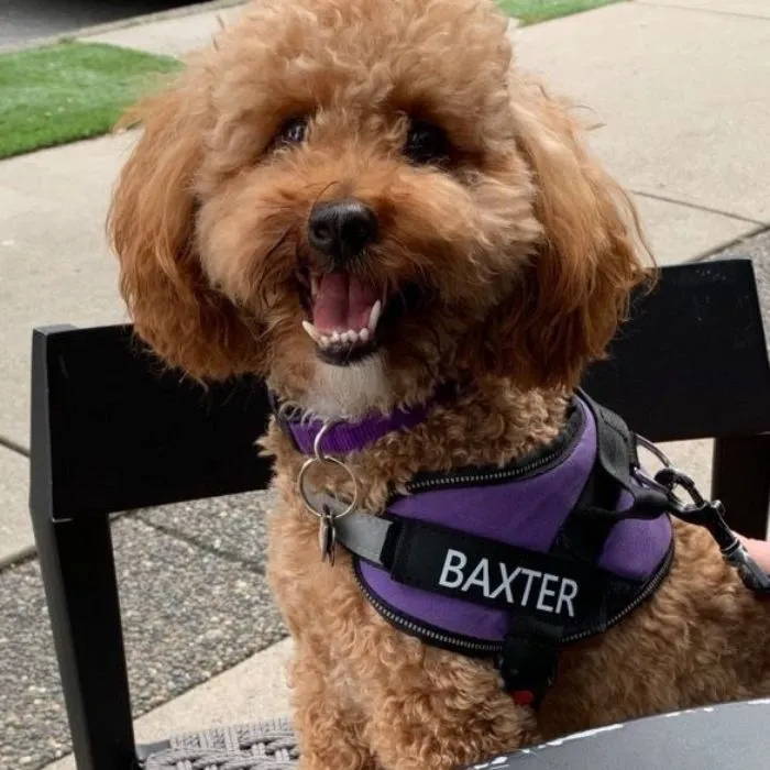 Best Dog Harness, No Pull Dog Harness, Personalized Dog Harness Better Harness