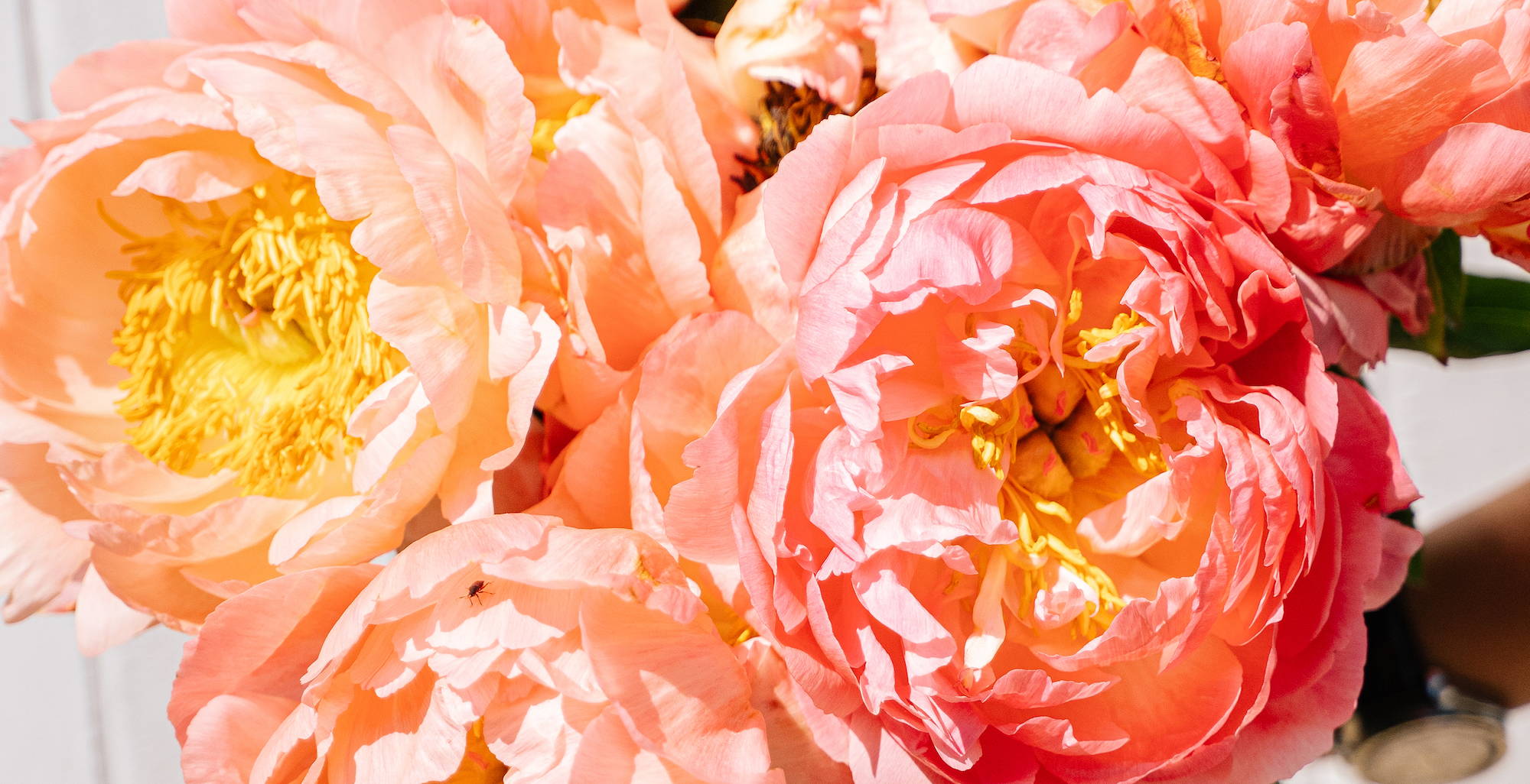Wild at Heart - Coral Charm Peonies