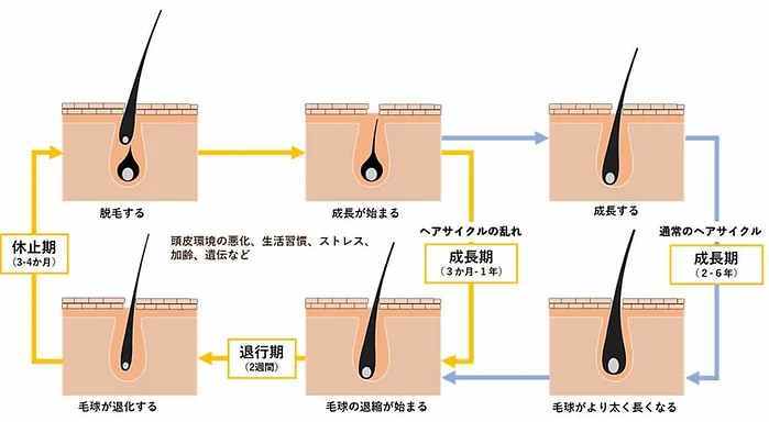 健康的な髪は正しいヘアサイクルから