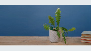 Main Content Image
