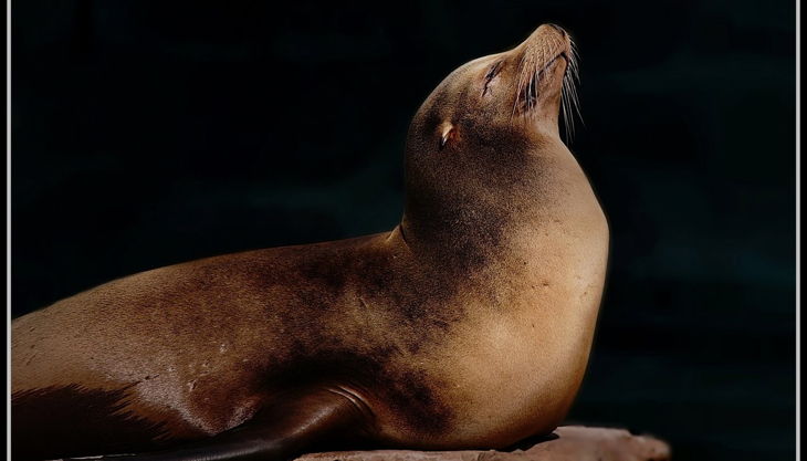 tiergarten nürnberg kalifornischerseeloewe aquapark beckmannuwe
