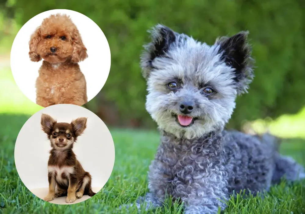 poodle and chihuahua mix