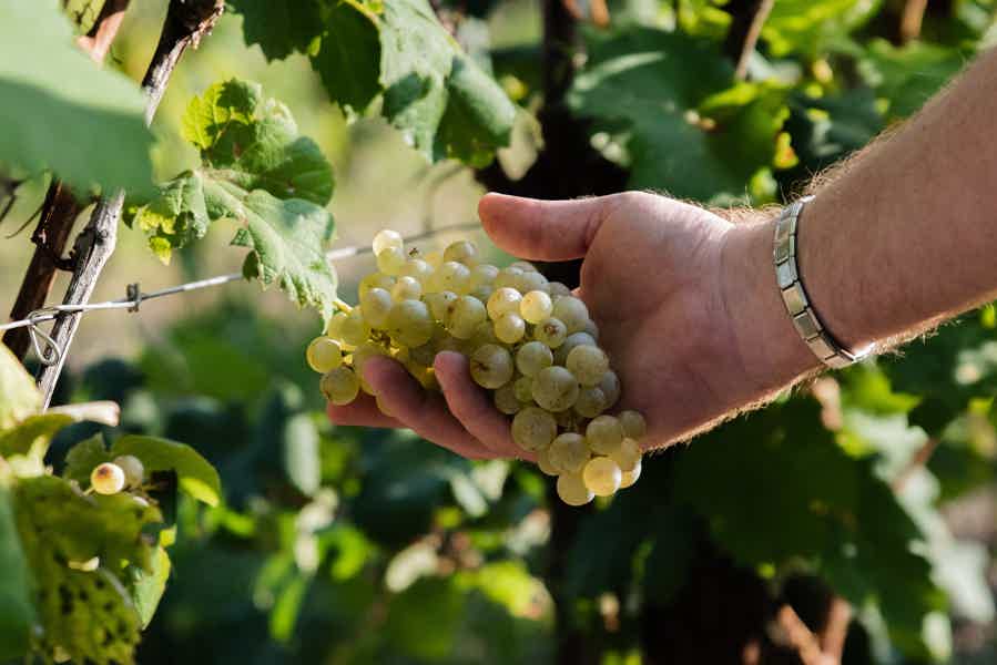 From Venice: A sparkling day in the Prosecco Hills - photo 3