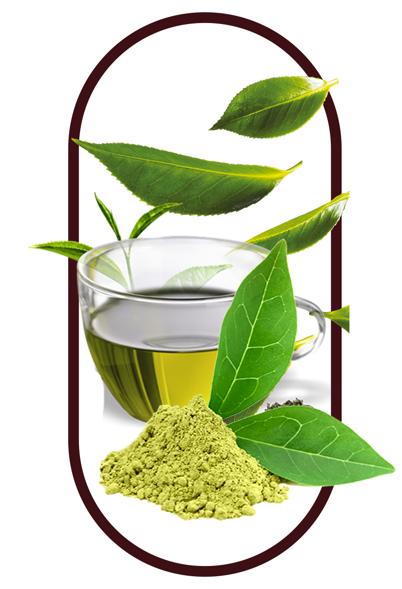 Panax Ginseng, a key ingredient in the best tongkat ali singapore