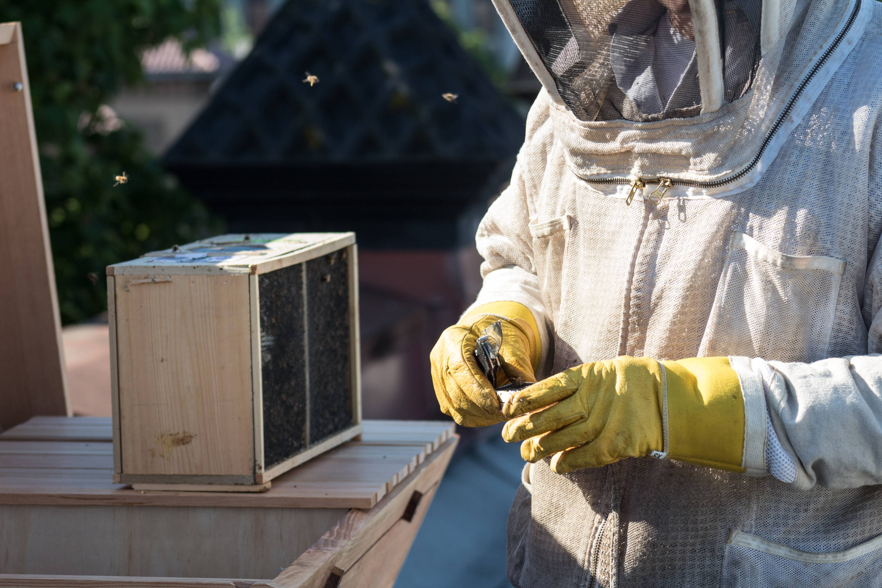 Photo of a beekeeper, Bee Built Top Bar Hive, and a bee package