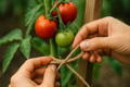 Best Twine for Tomato Trellis