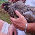 americana-molting-hen