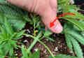 Defoliating the stronger growth site of a cannabis plant's node