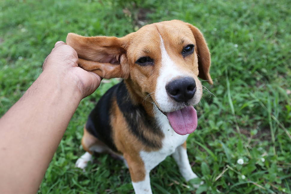 Dog with a person gently examining its ear