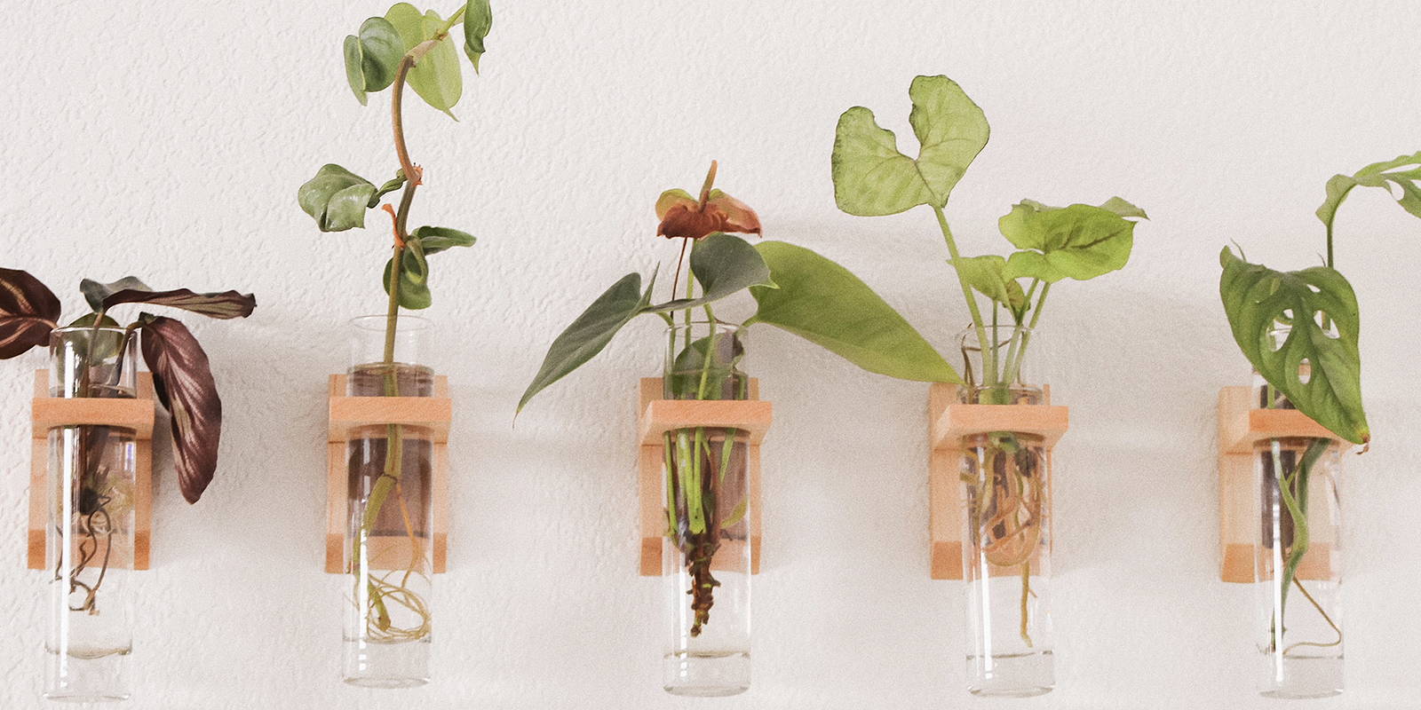 5 plants growing in water on the wall