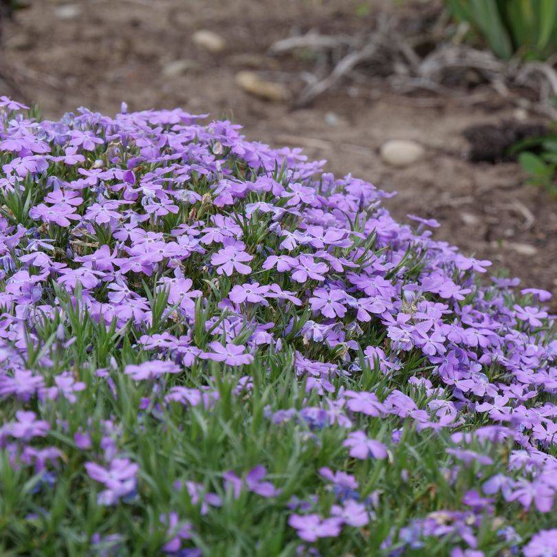 A low-growing carpet of Phlox subulata with vibrant purple flowers spreading across the ground