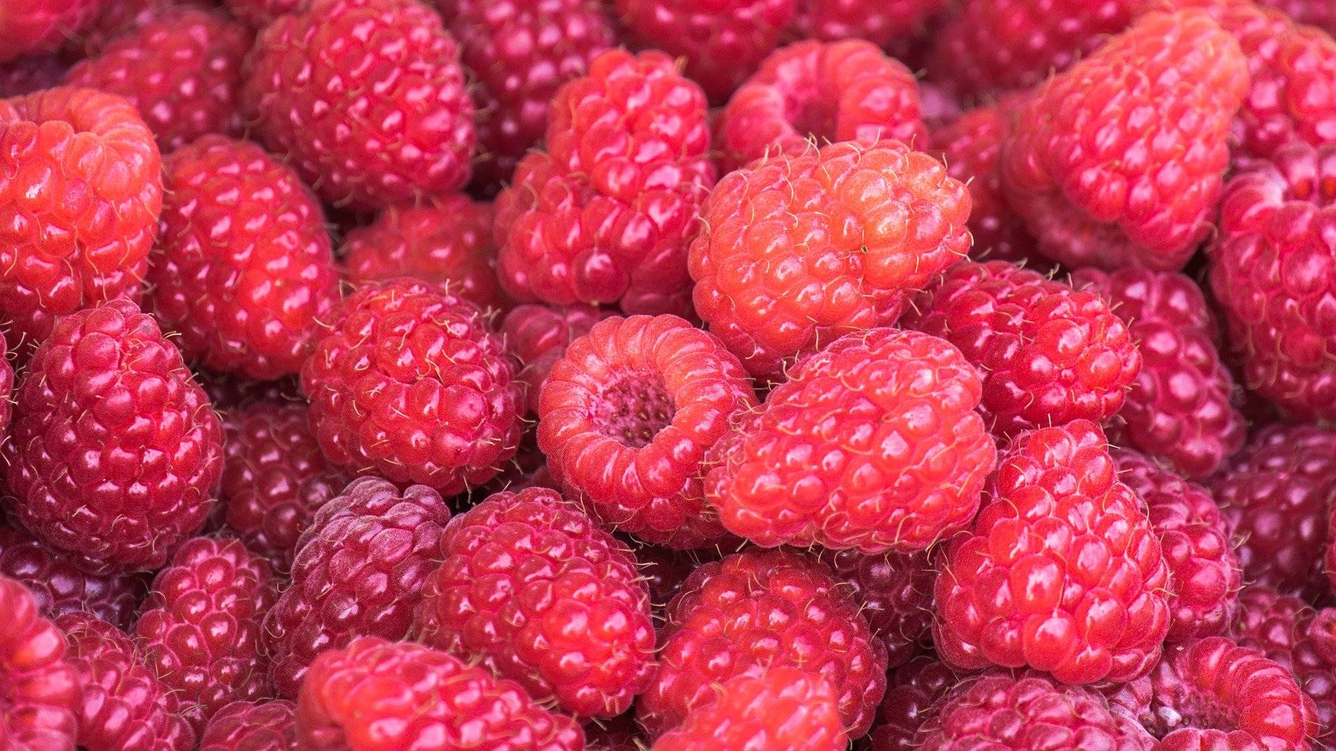 benefits of raspberries for dogs