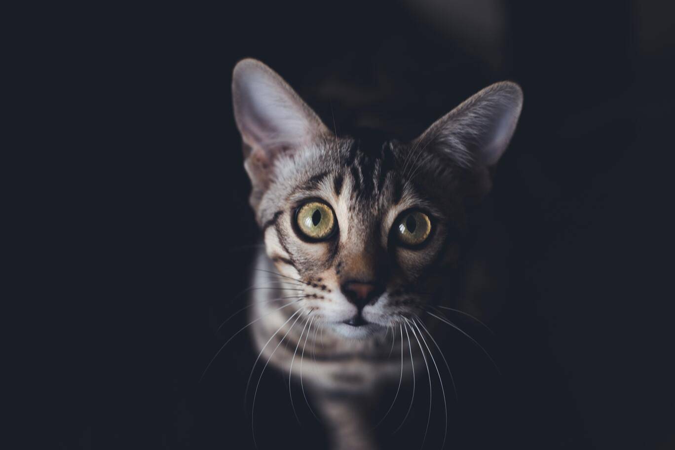 A cat's vision